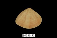 藏品(花蛤)的圖片